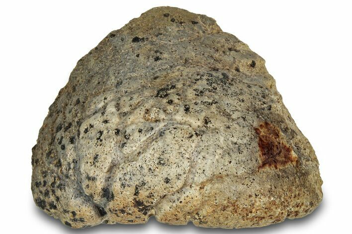 Dinosaur (Triceratops) Jugal Bone - Montana #316467